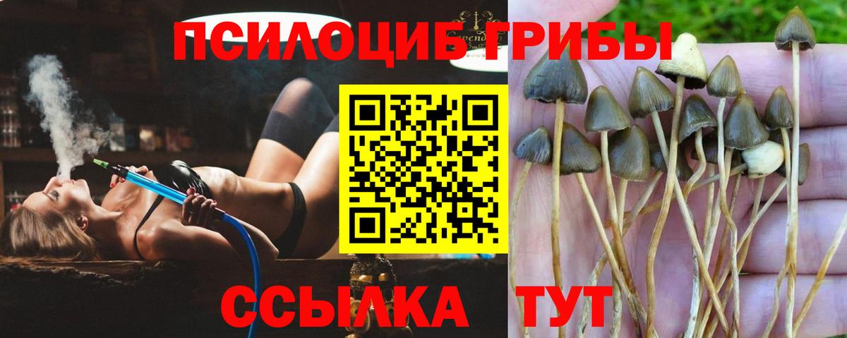 Псилоцибиновые грибы мицелий  даркнет сайт  Галлюциногенные грибы Psilocybe  Нижневартовск 